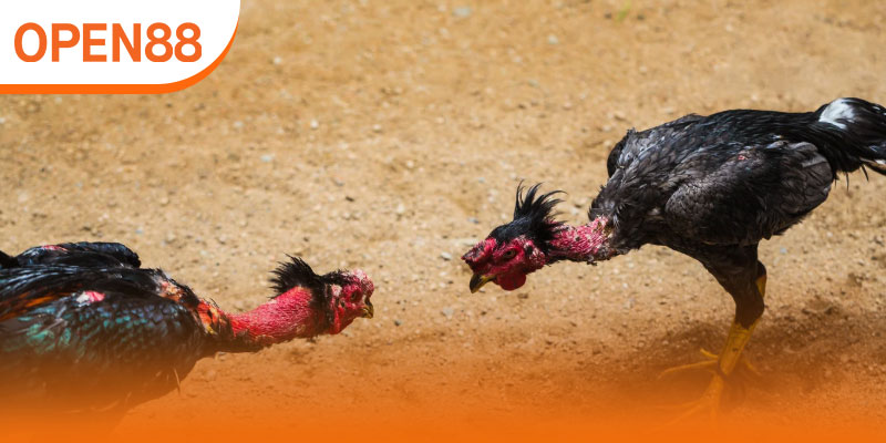 Hình thức cá cược thường gặp